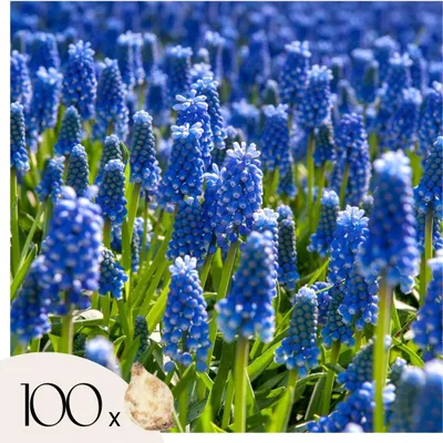 Image de Muscari d'Arménie - Set de 100 - Muscari armeniacum - Bulbes à fleurs - Bleu