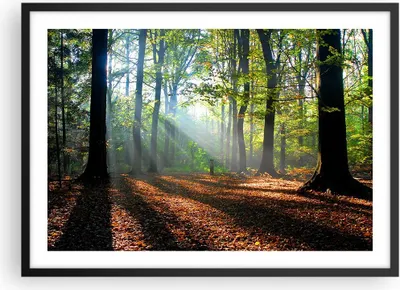 Produktbild von Gerahmtes Poster - Schwarzer Rahmen - Wald Blätter Sonne - 70x50 cm - Wand Bild - Wanddeko - Wandbilder - Kunstposter - Wandposter - Bilderrahmen - Bilder - Kunstdruck - Wandbild - P2BAA70x50-0136