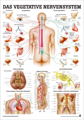 Produktbild von Vegetatives Nervensystem Mini-Poster Anatomie 34x24 cm med. Lehrmittel