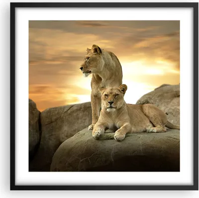 Produktbild von Gerahmtes Poster - Schwarzer Rahmen - Löwen Sonnenuntergang Felsen Krallen - 50x50 cm - Wand Bild - Wanddeko - Wandbilder - Wandposter - Bilderrahmen - Bilder - Kunstdruck - Wandbild - P2BAC50x50-2958