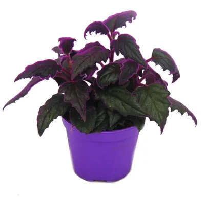 Produktbild von Gynura Purple Passion – Samtblatt – Samt-Brennnessel – violette Pflanze – 8 cm