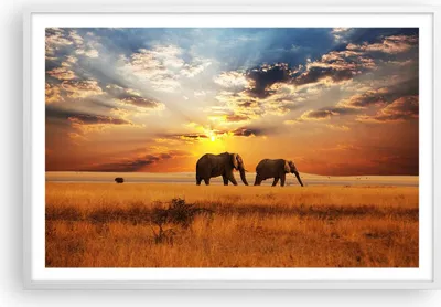 Produktbild von Gerahmtes Poster - Weißer Rahmen - Elefanten Safari Dschungel Busch - 91,5x61 cm - Wand Bild - Wanddeko - Wandbilder - Wandposter - Bilderrahmen - Bilder - Kunstdruck - Wandbild - P2WAA91x61-3150