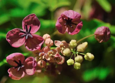 Produktbild von Schokoladenwein Blaugurkenwein - 10 Samen