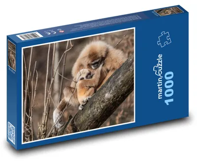 Zdjęcie produktu dla martinpuzzle - Puzzle 1000 elementów - Giboni