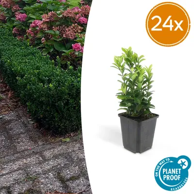 Immagine prodotto di Euonymus jap. Guglia verde | 24 pezzi - 10-25cm - Ø9cm - Pianta da giardino