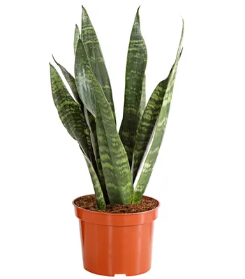 Produktbild von Dehner Teufelszunge, Sansevieria zeylanica, grün panaschierte Blätter, 30-50 cm, Ø Topf 12 cm, Zimmerpflanze
