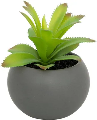 Produktbild von Fettpflanze im topf h13 - Atmosphera créateur d'intérieur