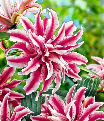 Close-up of several large, double-petaled lilies with pink and white striped petals, set against a blurred green and blue background.