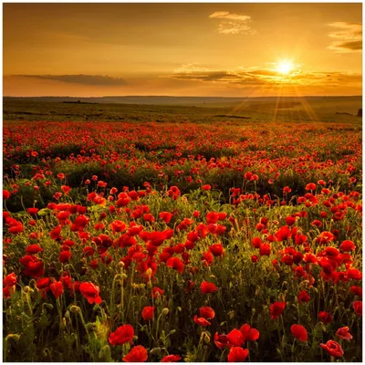 Produktbild von Wallario Premium Glasbild, freischwebende Optik, kräftige Farben, Größe 30 x 30 cm Motiv Mohnblumenwiese bei Sonnenuntergang am Abend