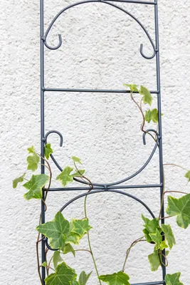Produktbild von TrendLine Rankhilfe Metall 120 cm dunkelgrau