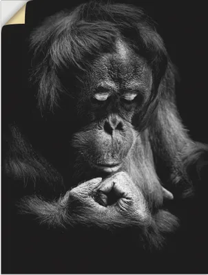 Produktbild von ARTland Wandbild, selbstklebend Orang Utan Größe: 30x40 cm