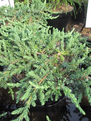 Produktbild von Juniperus communis Hibernica Prostata - Teppichwacholder - 15-20cm