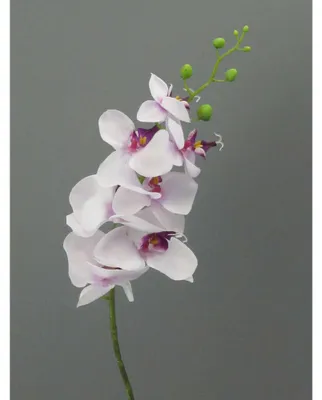 Produktbild von Kunstblume Phalaenopsis 86cm. Orchidee, Orchideentrieb. Weiß-Lila