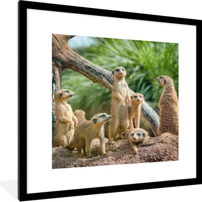 Produktbild von MuchoWow® Gerahmtes Poster Familie - Tiere - Erdmännchen 40x40 cm - Poster mit Schwarzem Bilderrahmen Wandposter Rahmen Foto Bilder - Poster - Plakat im Rahmen