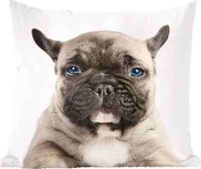 Produktbild von MuchoWow® Zierkissen Sofakissen Wohnzimmer Dekokissen 45x45 cm Porträt eines französischen Bulldoggenwelpen - Schlafpolster - Polster für das Sofa