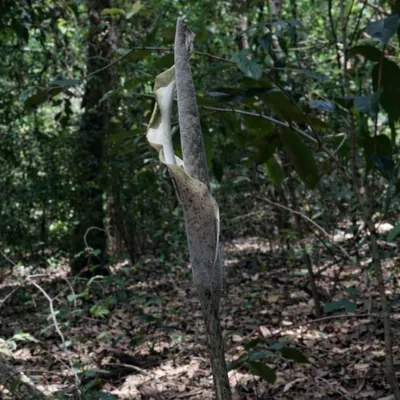 Produktbild von Schlangenhautlilie (Amorphophallus galbra)  - 1 gekeimter Samen