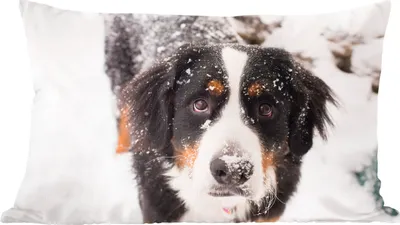 Produktbild von MuchoWow® Zierkissen Sofakissen Wohnzimmer Dekokissen 50x30 cm Berner Sennenhund in einer verschneiten Landschaft - Wohnzimmerdekoration - Polster mit Photo