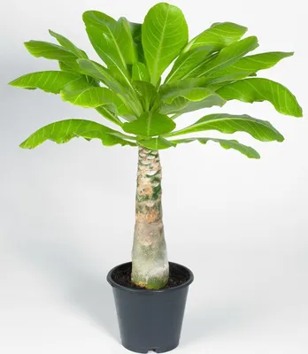 Produktbild von BALDUR Garten 1x Hawaii-Palme, Pflanze im 12 cm-Topf, Zimmerpflanze Brighamia insignis, Vulkanpalme, exotische Zimmerpflanze, mehrjährig - frostfrei halten, Wasserbedarf gering