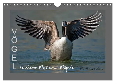 Produktbild von VÖGEL (Wandkalender 2027 DIN A4 quer), CALVENDO Monatskalender
