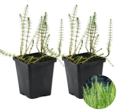 Produktbild von 2er-Set Hippuris Vulgaris, Tannenwedel, 10-20 cm, Topf 11 cm