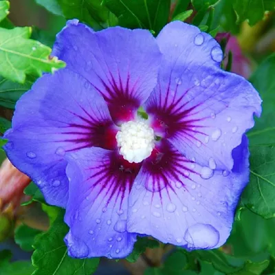 Produktbild von 2 x  Garteneibisch - Hibiscus syriacus 'Oiseau Bleu'  | 40-60 cm in Container