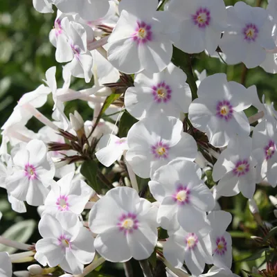Obrázek produktu pro 6 x Phlox maculata 'Omega' | Květináč 9 cm x 9 cm