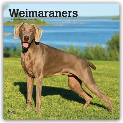 Produktbild von Weimaraners - Weimaraner 2027 - 16-Monatskalender