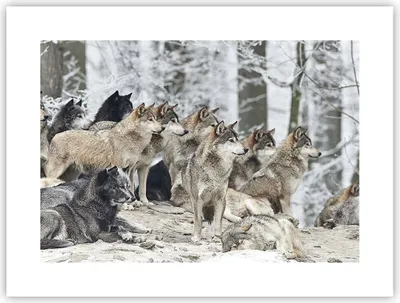 Produktbild von Poster - Poster ohne Rahmen - Rudel Wölfe Winter - 40x30 cm - Wand Bild - Wanddeko - Wandbilder - Kunstposter - Wandposter - Bilder - Kunstdruck - Wanddekoration - Wandbild - P2XAA40x30-4357