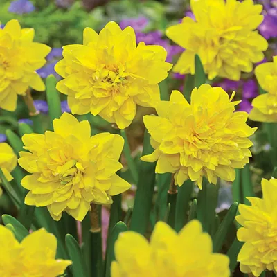Immagine prodotto di Bulbi di narciso Bulbi di fiori Doppio narciso Tete Deluxe 5 pz.
