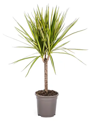 Produktbild von Dracaena Marginata Sunray Ø17cm - Höhe 60 - 80cm
