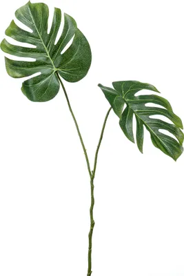 Produktbild von künstliches Monstera Affenblatt mit 2 Blättern je 50cm Emerald Kunstblätter