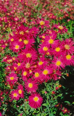 Produktbild von Aster novi-belgii 'Crimson Brocade', Herbstaster, rot, ca. 9x9 cm Topf