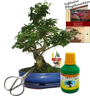 Immagine prodotto di Bonsai ligustro cinese - Ligustrum sinensis - circa 10 anni