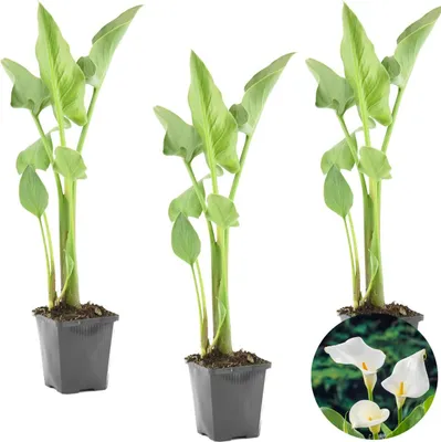 Zdjęcie produktu dla Bloomique - Zestaw 3 sztuk - Zantedeschia Aethiopica - White Arum - Rośliny stawowe - Hardy - 10-20 cm wysokości - Doniczka 9 cm
