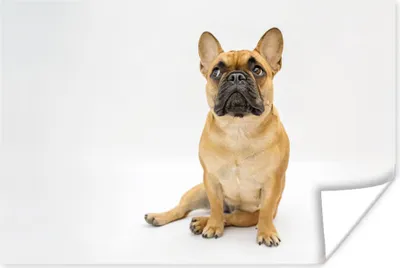 Produktbild von MuchoWow® Poster Französische Bulldogge - Weiß - Braun 30x20 cm - Plakate - Print