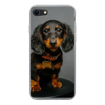 Produktbild von MuchoWow® Handyhülle Schutzhülle Hülle für iPhone 7 Studiofoto eines Dackelwelpen Silikon Softcase Handy Hülle - Kartenhalter