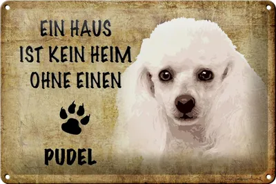 Produktbild von Blechschild Spruch 30x20cm Pudel Hund ohne kein Heim