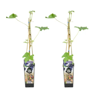Zdjęcie produktu dla Bloomique - Zestaw 2 sztuk - Vitis Vinifera Boskoop Glory - Roślina winorośli - Winogrona niebieskie - Rośliny owocowe - Rośliny ogrodowe - Odporne na zimę - Wysokość 50-70 cm - Doniczka 15 cm