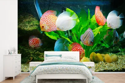 Produktbild von MuchoWow® Fototapete für Wohnzimmer oder Schlafzimmer Wandtapete Vinyl Motivtapete Fische in einem Aquarium - 330x220 cm - Fototapeten