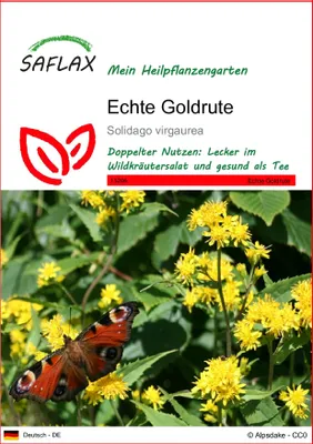 Produktbild von SAFLAX - Echte Goldrute - Solidago virgaurea - 100 Samen