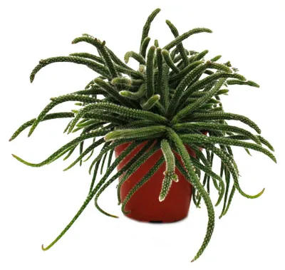 Produktbild von Rhipsalis baccifera horrida - Korallenkaktus - im 12cm Topf - sukkulente Zimmerpflanze
