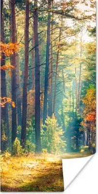 Produktbild von MuchoWow® Poster Wald - Sonne - Natur - Herbst 20x40 cm - Plakat - Foto
