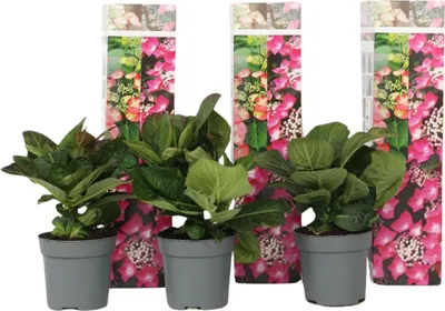 Immagine prodotto di set di 3 ortensie 'Red Bull' - hydrangea macrophylla - resistenti, 20-30 cm incl. vaso