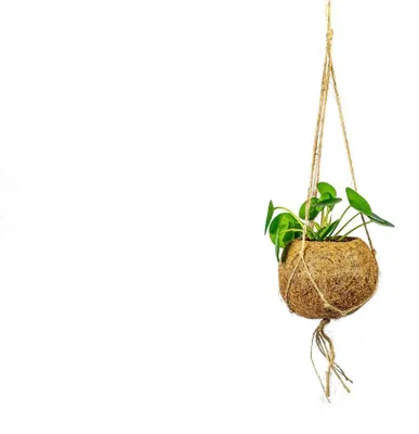 Obrázok produktu pre Kokodama Pilea peperomioides (S)