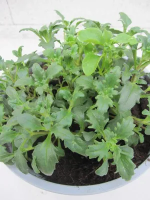 Produktbild von Sternbalsam - Zulu Snowflake - Nachtphlox - Zaluzianskya ovata