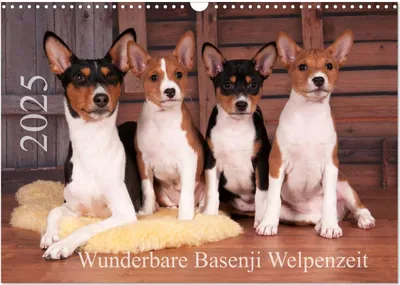Produktbild von Wunderbare Basenji Welpenzeit (Wandkalender 2025 DIN A3 quer), CALVENDO Monatskalender