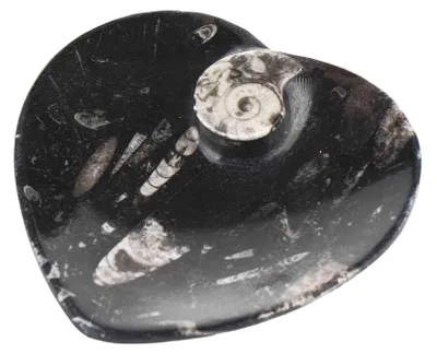 Herzförmige Fossilstein-Schale, 10 x 11 cm, Orthoceras, 1 Stück