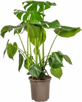 Zdjęcie produktu dla Monstera Deliciosa Tauerii – liść okienny, średnica 21 cm, wysokość 70–90 cm – popularna roślina doniczkowa