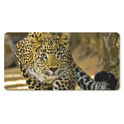 Produktbild von MuchoWow® Schreibtischunterlage Leopard - Raubtier - Porträt 80x40 cm - XXL Mauspad - Gaming Mauspad