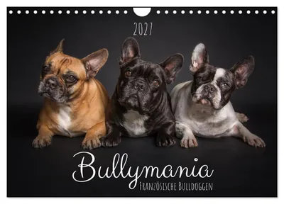 Produktbild von Bullymania - Französische Bulldoggen (Wandkalender 2027 DIN A4 quer), CALVENDO Monatskalender